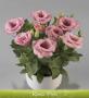 Seminte profesionale EUSTOMA - Lisianthus - imagine 48858